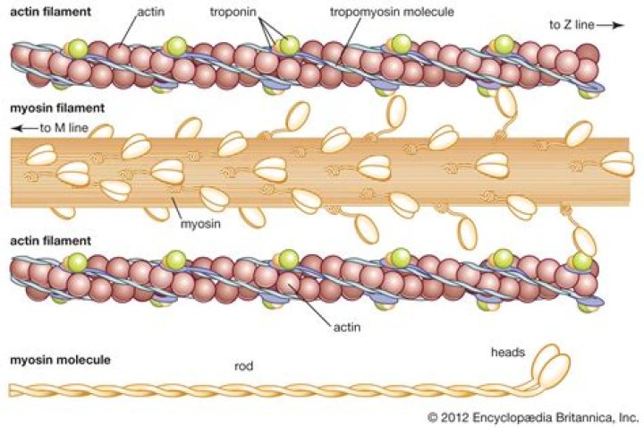 What is protein actin?