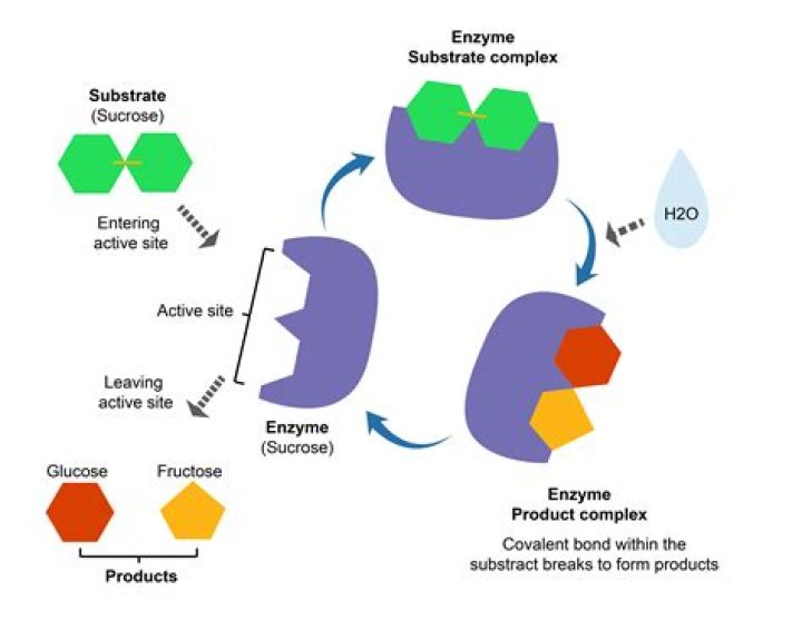 What is sucrose an example of?