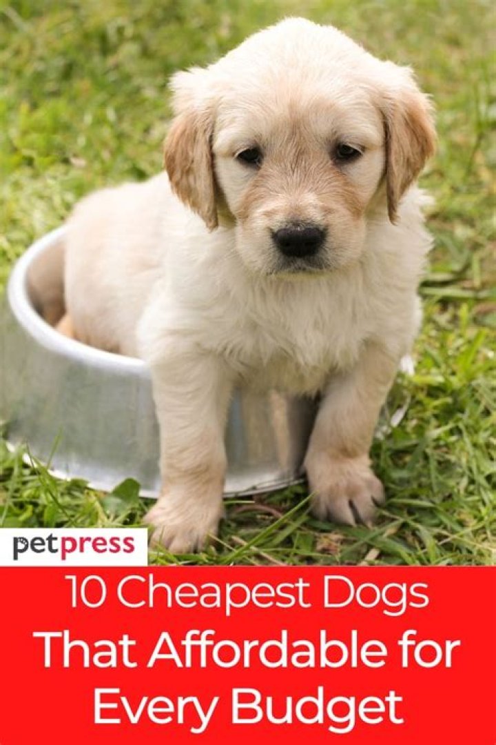 What is the cheapest puppy? – Celebrity.fm – #1 Official Stars, Business & People Network, Wiki, Success story, Biography & Quotes