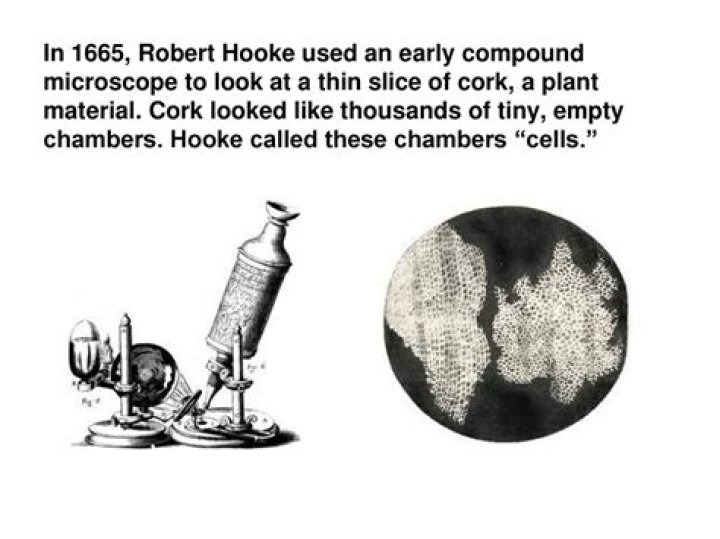 What is the contribution of Robert Hooke in microscope?