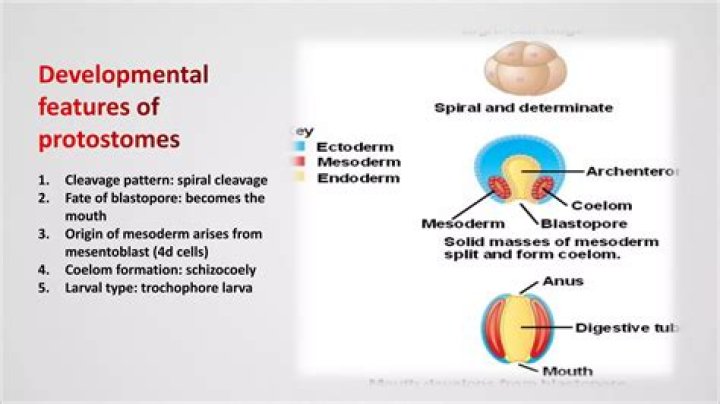 What is the fate of blastopore in protostomes and deuterostomes?