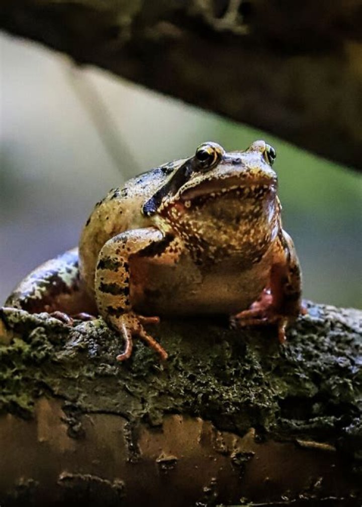 What is the full meaning of admire?