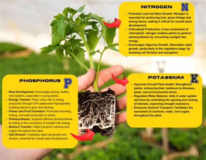 What is the function of NPK in plants?