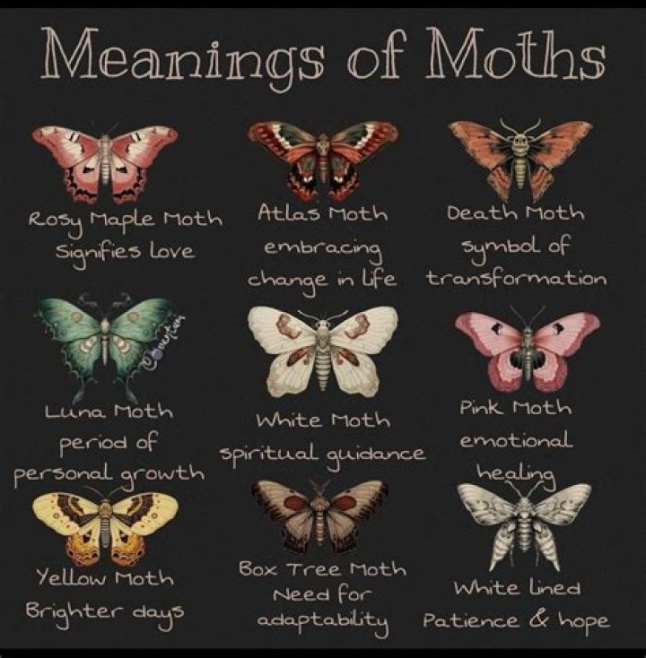What is the meaning of moth proofing?