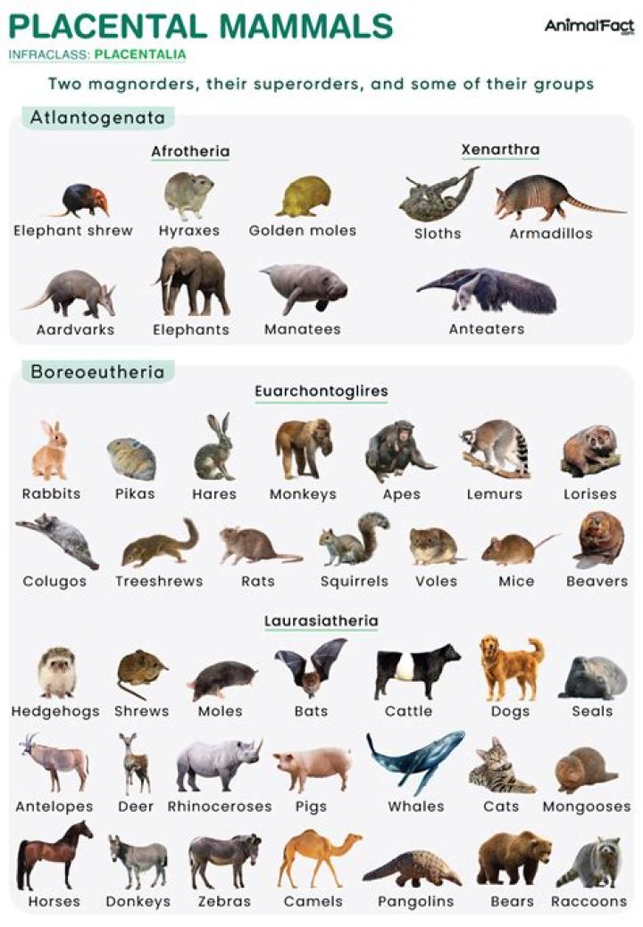 What is the meaning of placentalia?