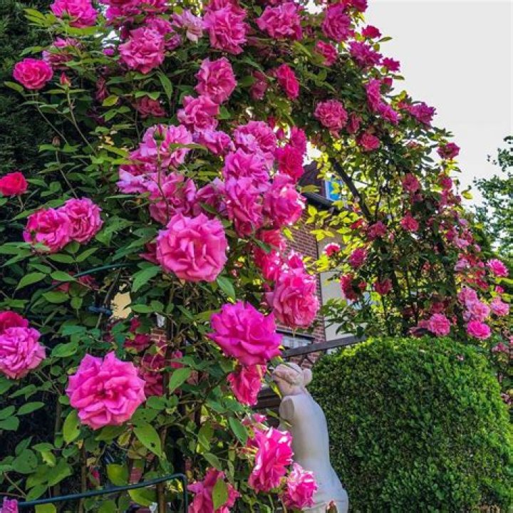What is the most fragrant climbing rose?