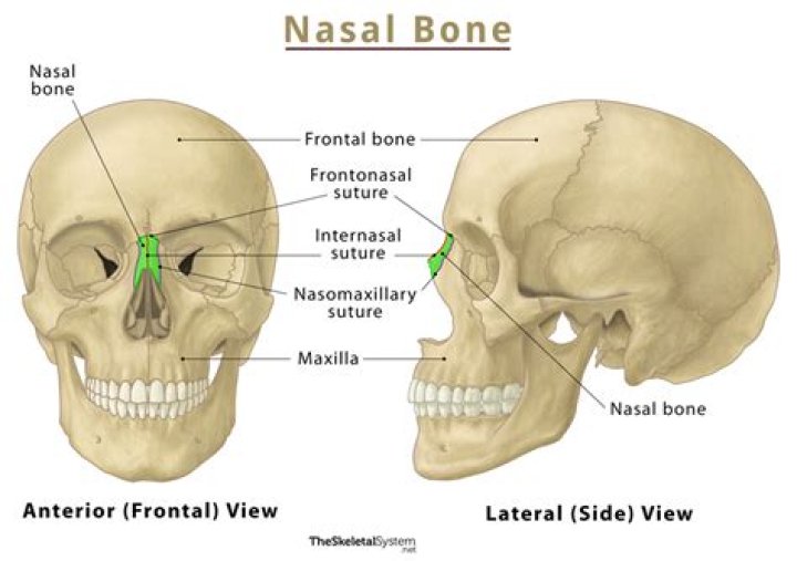 What is the nasal index?