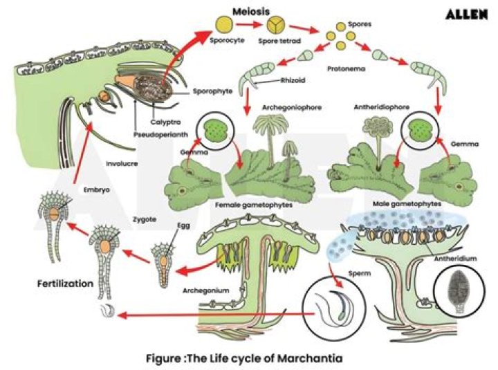 What is the peristome made of?