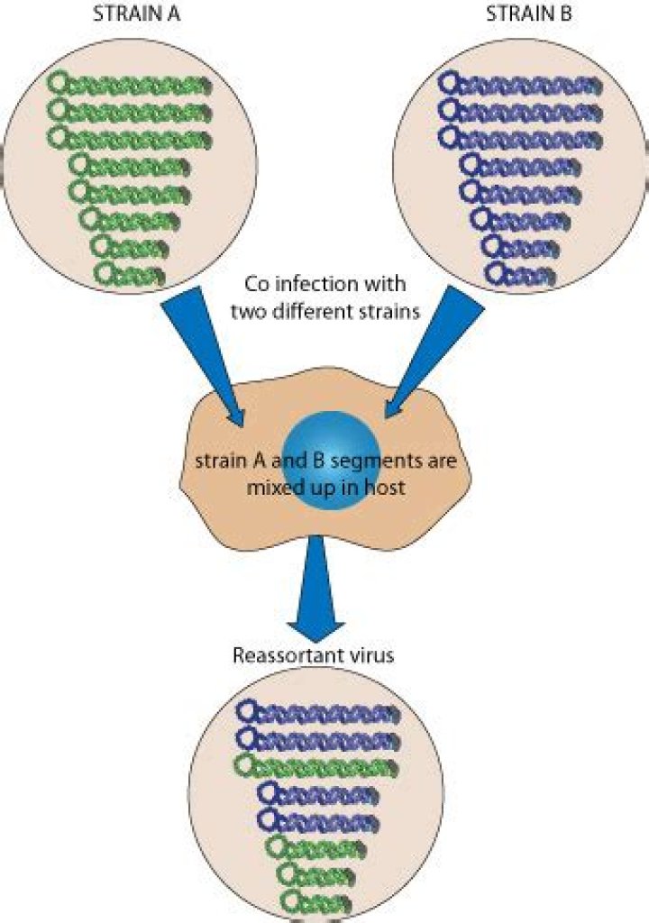 What is viral reassortment?