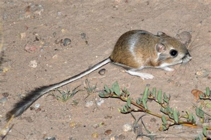 What kangaroo rat do?