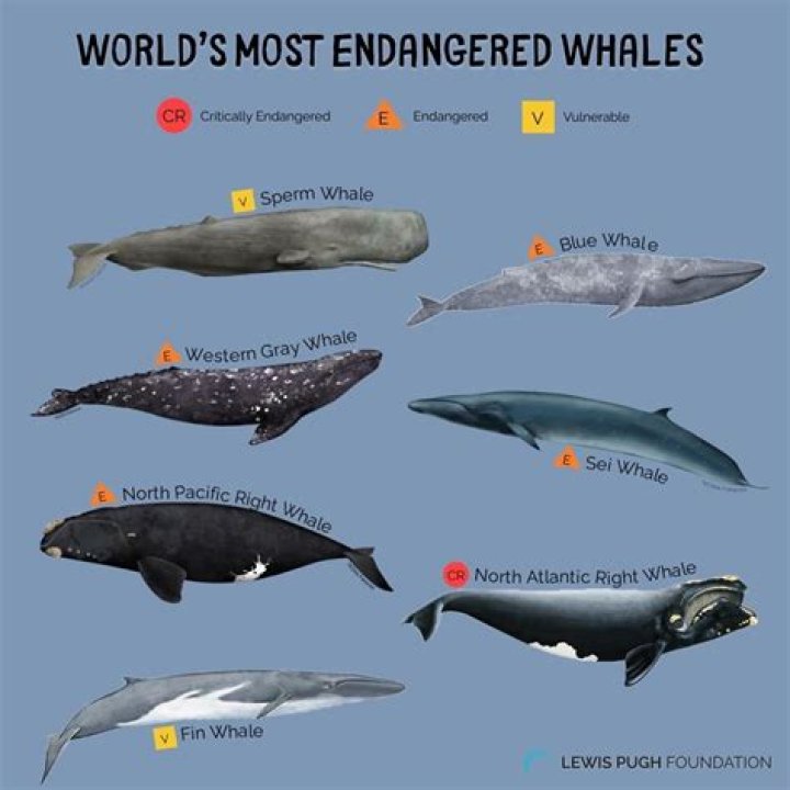 What kind of whales are in San Diego?