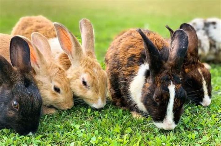 What litter is best for rabbits?