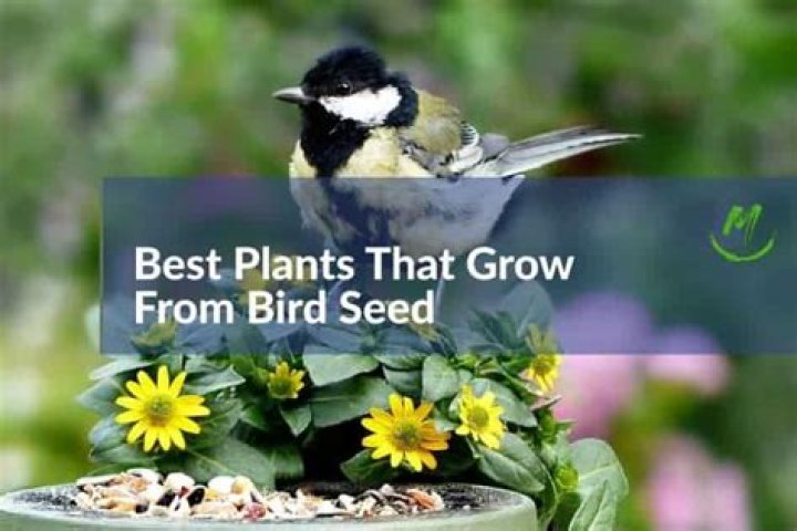 What plant is birdseed?