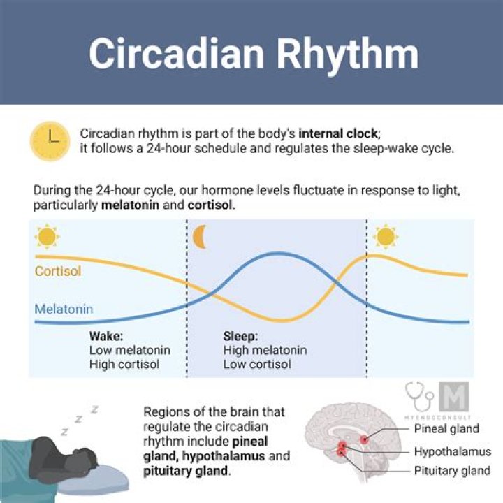 What regulates circadian rhythms?