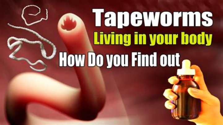 What tapeworms do to humans?