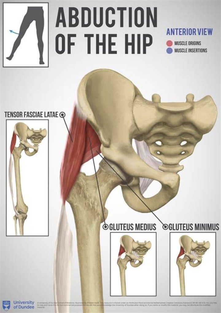 What tendons are in the hip?
