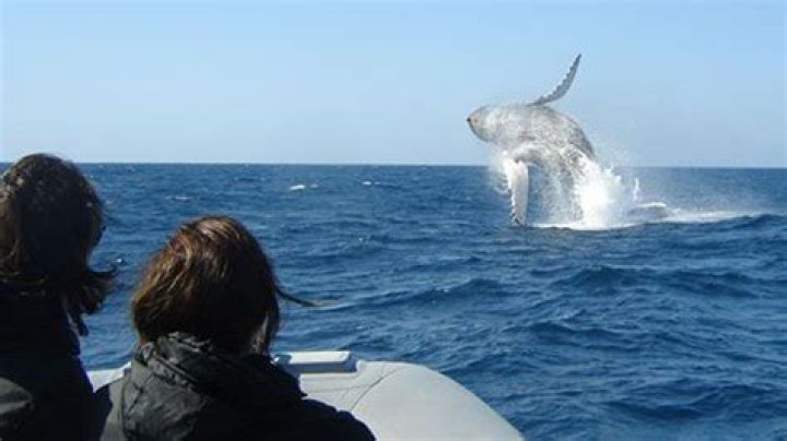 What time of year is best for whale watching in San Diego?
