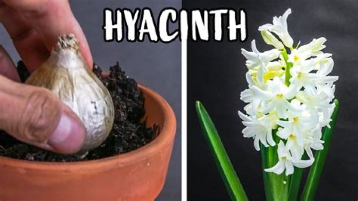 What to do with hyacinth bulbs once flowered?