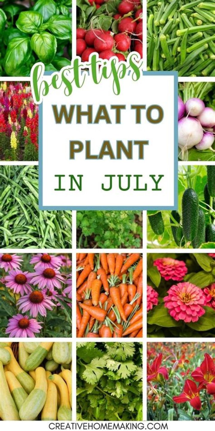 What vegetables can I plant in August in PA?
