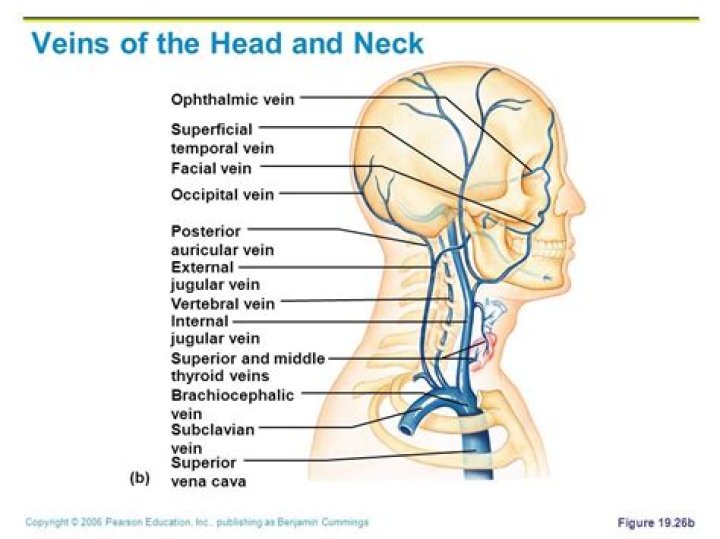 What veins are in the neck?