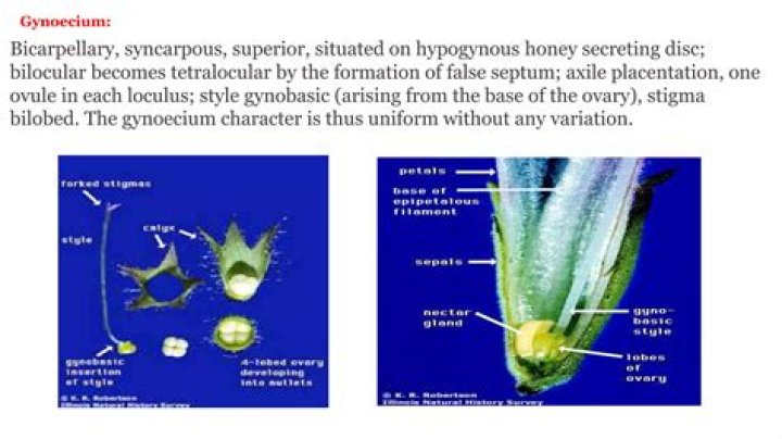 Whats a gynobasic style?