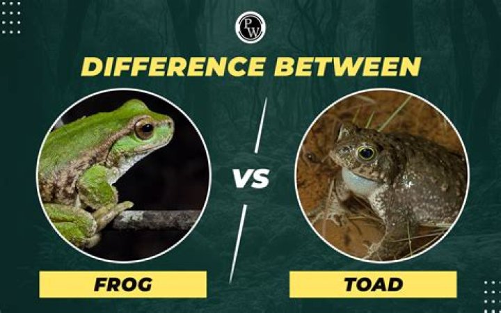 Whats the difference in a frog and a toad?