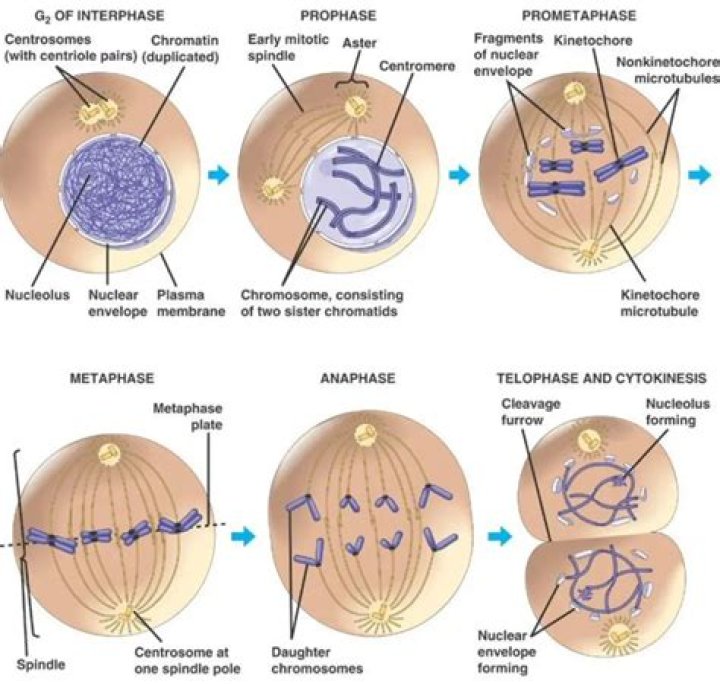Whats the purpose of telophase?