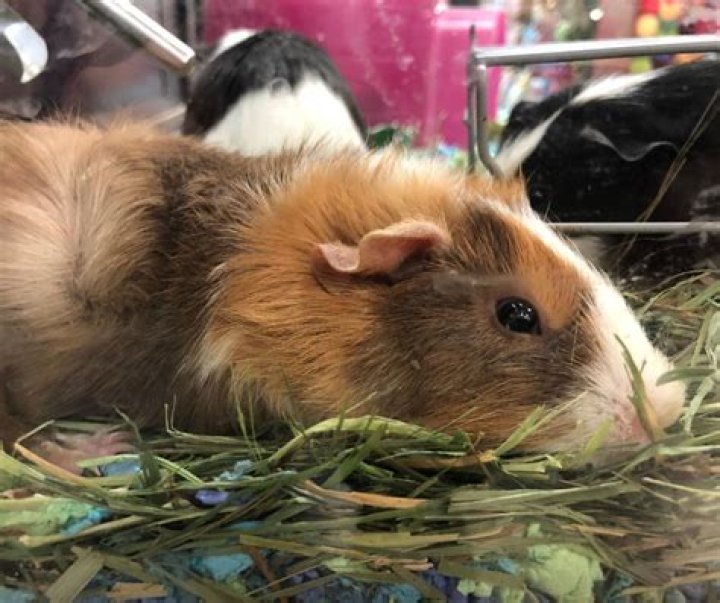 When a guinea pig stops eating?