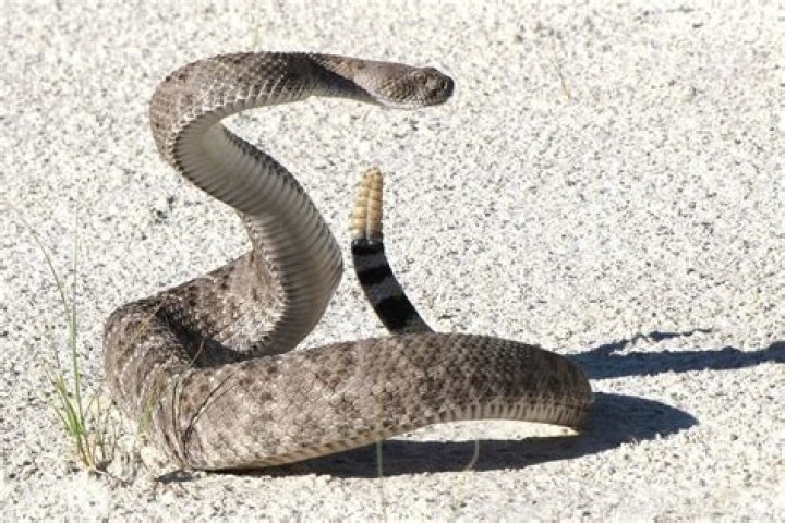 When a rattlesnake rattles?