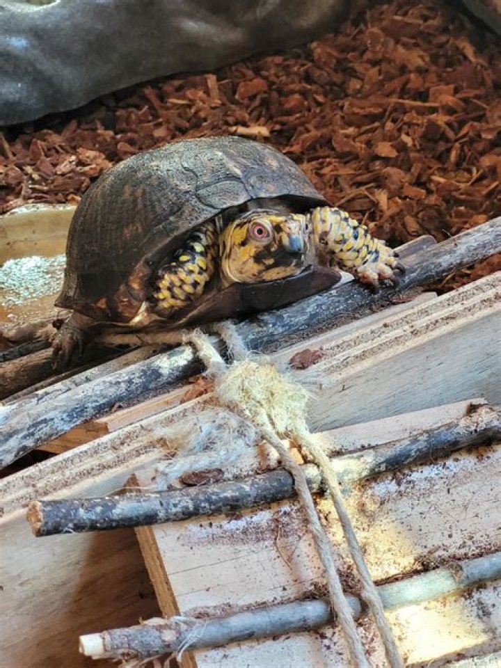 When a turtle is on its back?