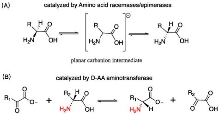 When amino acid racemization?