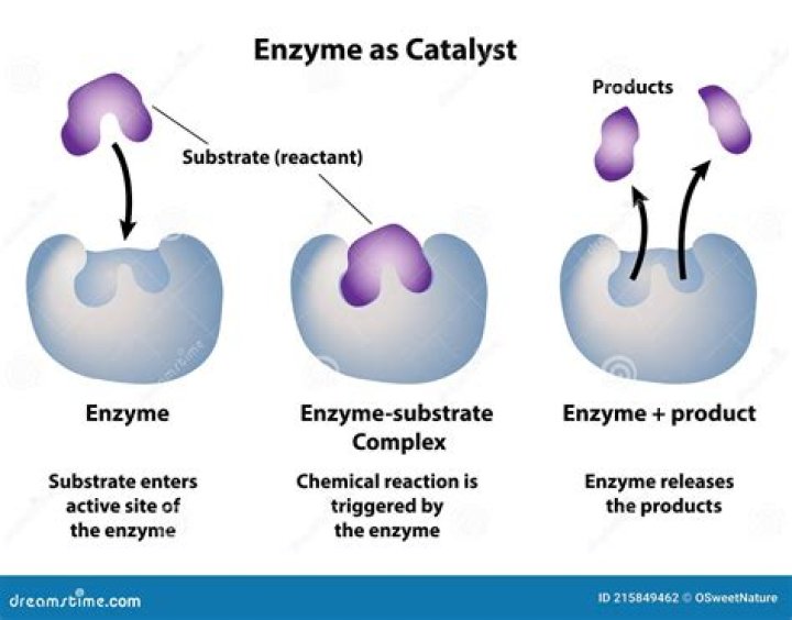 When an enzyme catalyzes a chemical reaction?