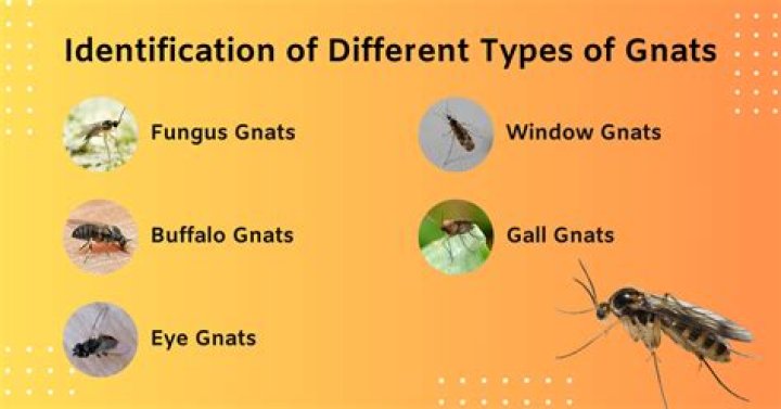 When are gnats most active?