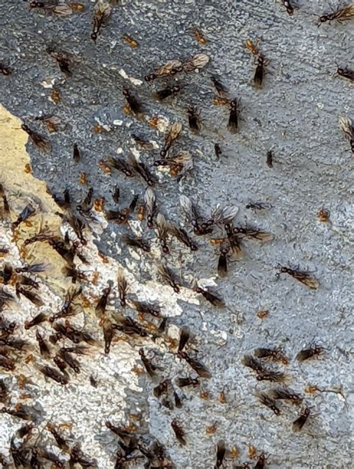 When carpenter ants swarm?