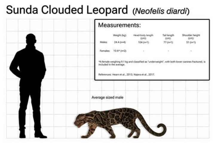 When did the clouded leopards become extinct?