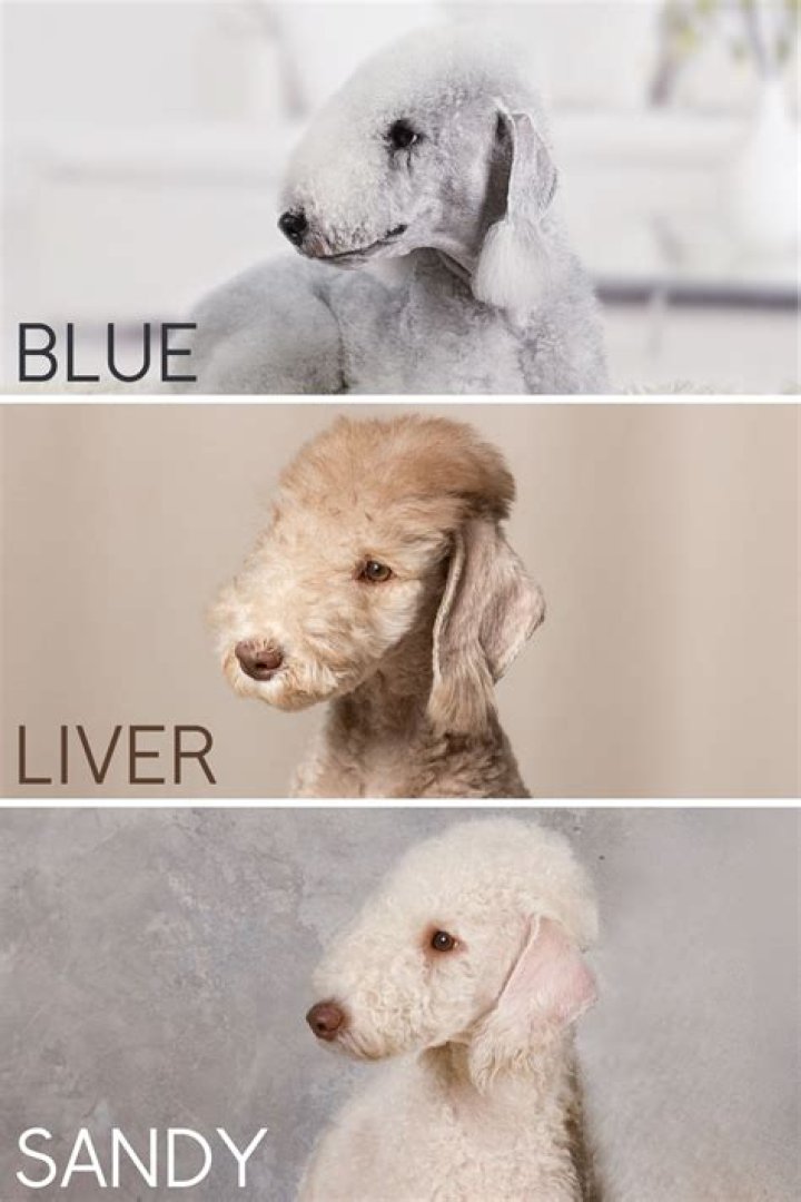 When do bedlington terriers change colour?