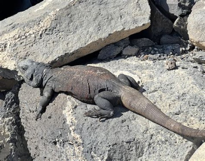 When do chuckwallas breed?