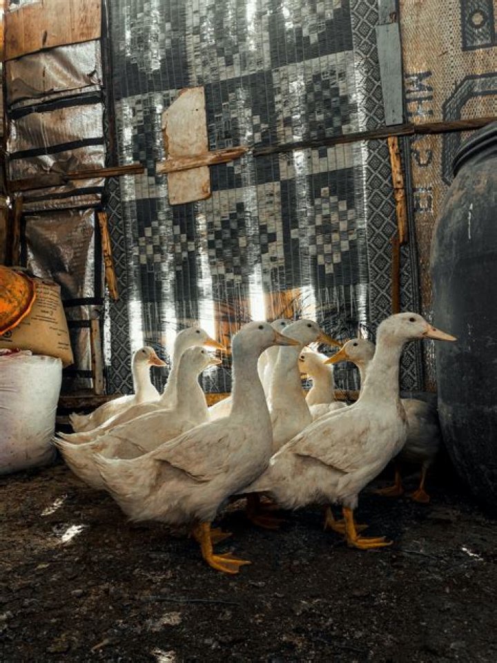 When do ducks get pin feathers?