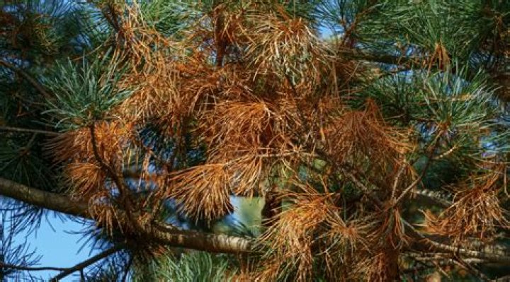 When do longleaf pine needles fall?
