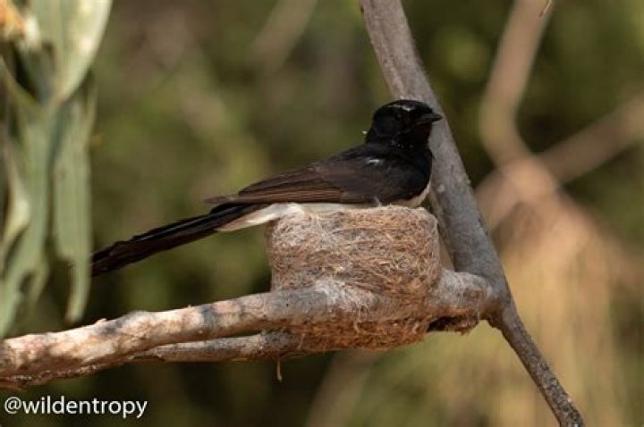When do willy wagtails nest?