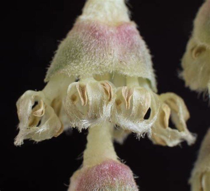 When does garrya elliptica flower?