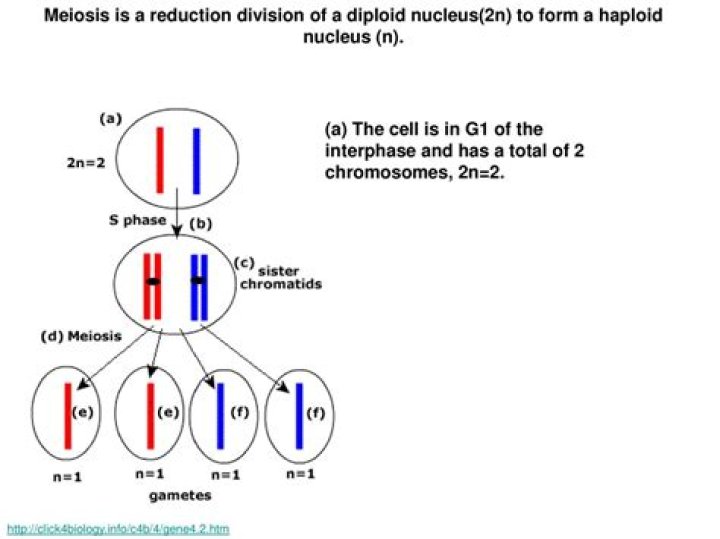 When does reduction division take place?