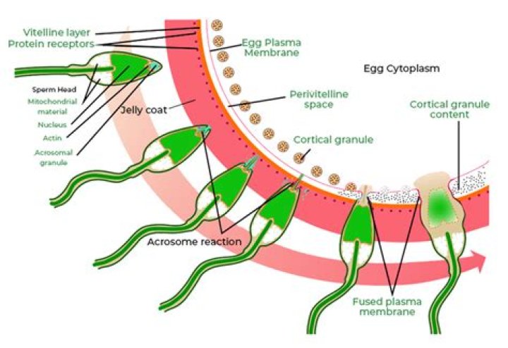 When does zona pellucida occurs?