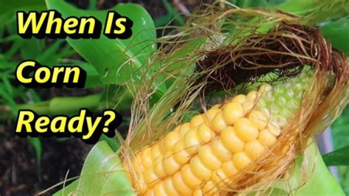 When is corn available seasonally?