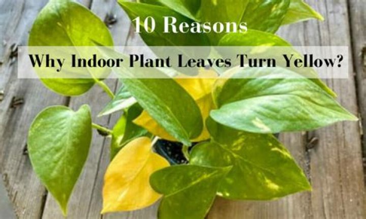 When oleander leaves turn yellow?