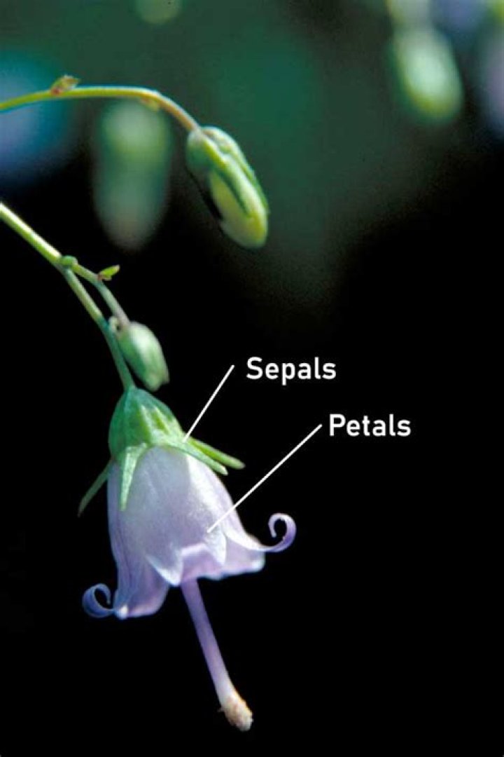 When the margins of sepals and petals?