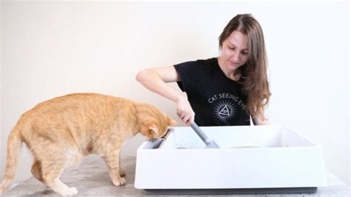 When to clean litter box?