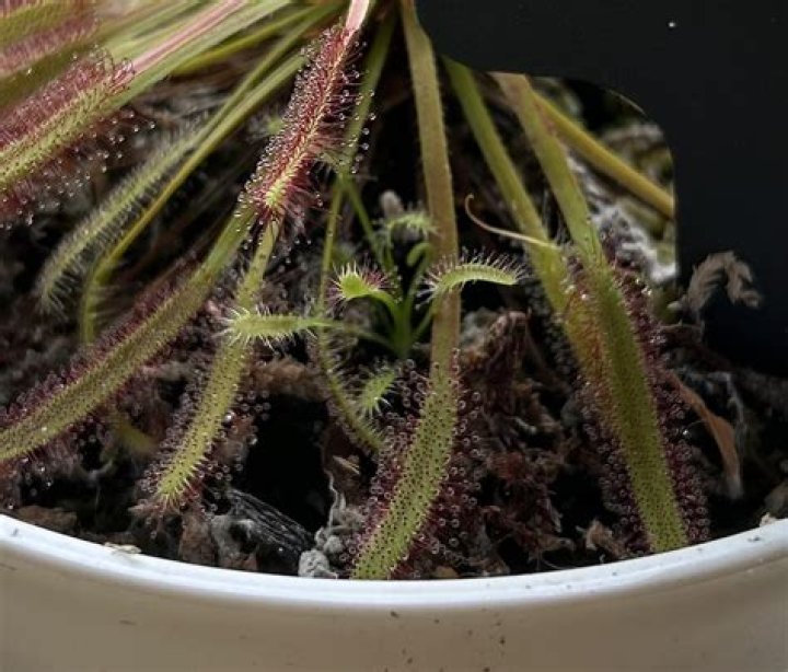 When to repot drosera?