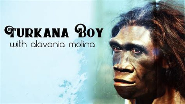 When was turkana boy found?
