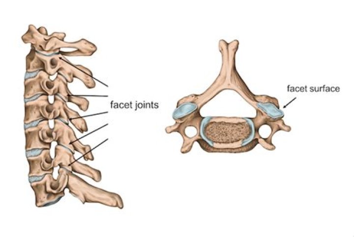 Where are articular facets found?